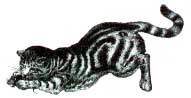 Let cats keep their claws so they can capture their favorite playmates — mice!